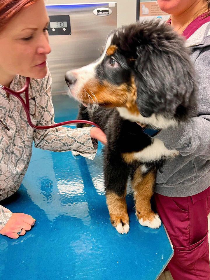 A veterinarian examines a large, fluffy black, white, and brown puppy on a blue examination table, while another person gently holds the puppy still.