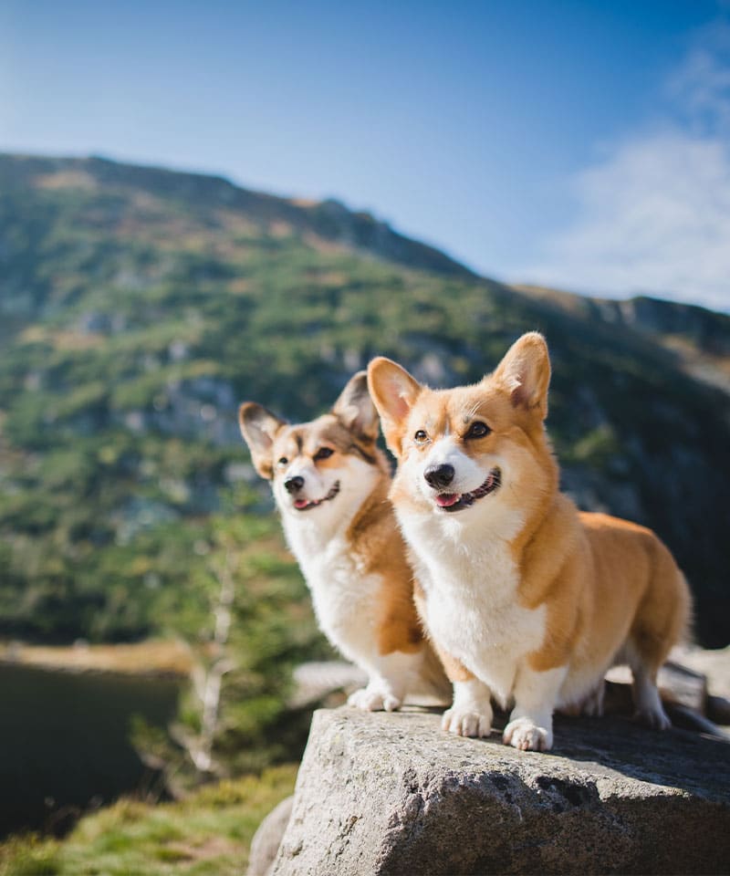 Two happy corgis stand on a large rock outdoors with scenic mountains and a blue sky in the background, enjoying the sunny day—perfect for those seeking Alternative Medicine for pets near Rockaway NJ.