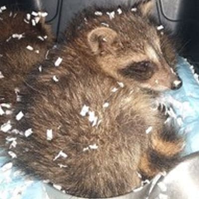 A young raccoon sits curled up on a blanket, surrounded by small pieces of white shredded paper.