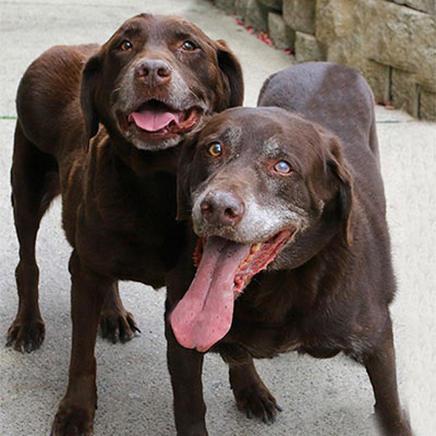 Two elderly chocolate Labrador Retrievers stand close together on a sidewalk, both with gray muzzles and open mouths, appearing happy and friendly. A stone wall is visible in the background.