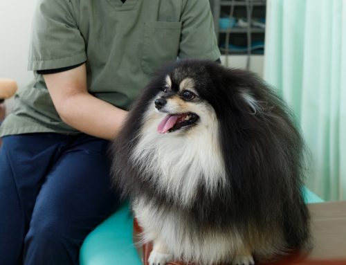 Can Acupuncture or Laser Therapy Actually Help My Pet?