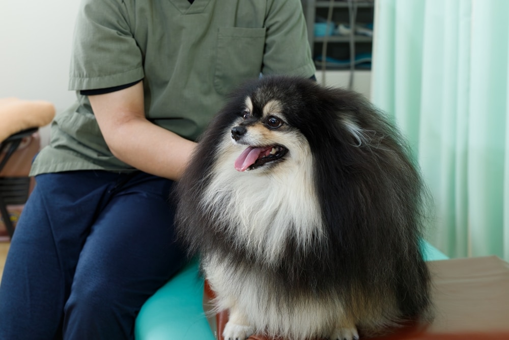 A fluffy black and white Pomeranian sits on a table next to a person in green scrubs, likely at a veterinary clinic. The dog looks happy with its mouth open and tongue out.