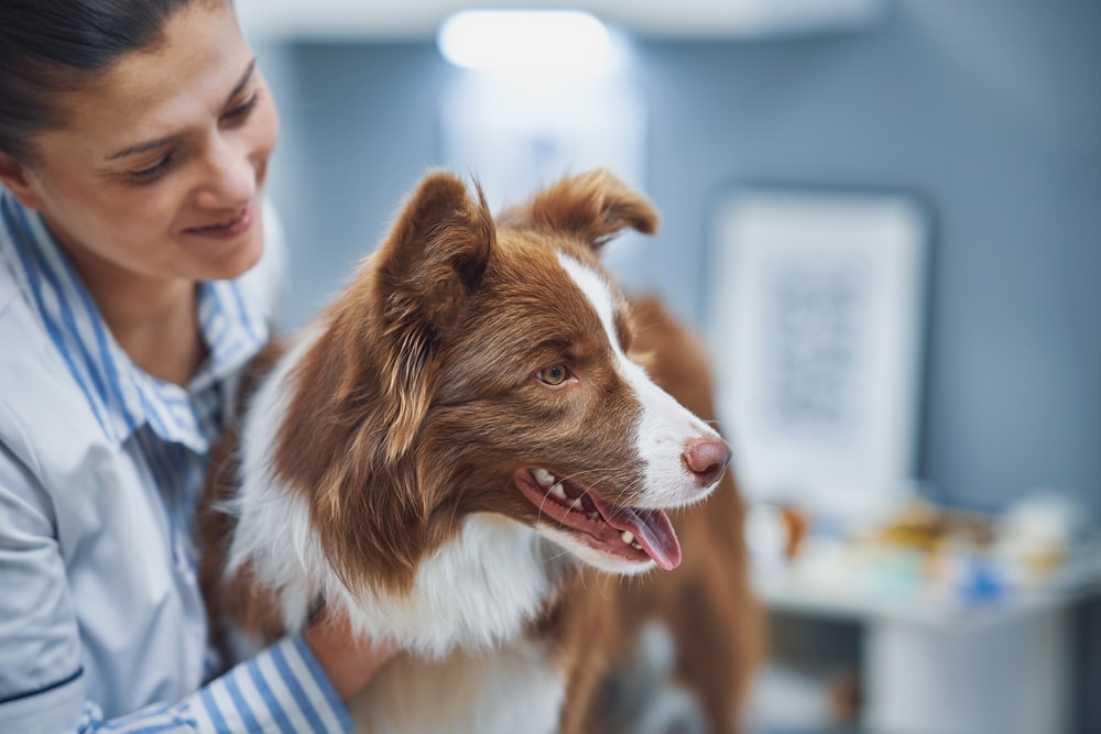 A veterinarian gently holds and examines a happy brown and white dog in a brightly lit clinic.
