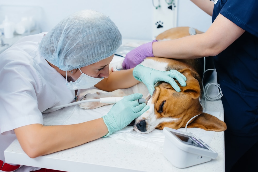 A veterinarian wearing a mask, hair cap, and gloves examines the eyes of a sedated dog on a table, while an assistant in gloves helps hold the dog still. Medical equipment is visible nearby.