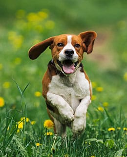 A happy brown and white dog runs through a grassy field with yellow flowers, ears flapping and mouth open, looking playful and energetic.