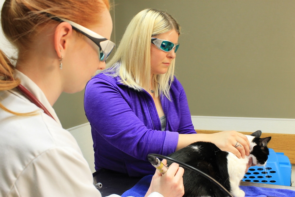 A veterinarian in a white coat and a woman in a blue jacket, both wearing protective glasses, treat a black and white cat with a handheld device in a veterinary clinic.