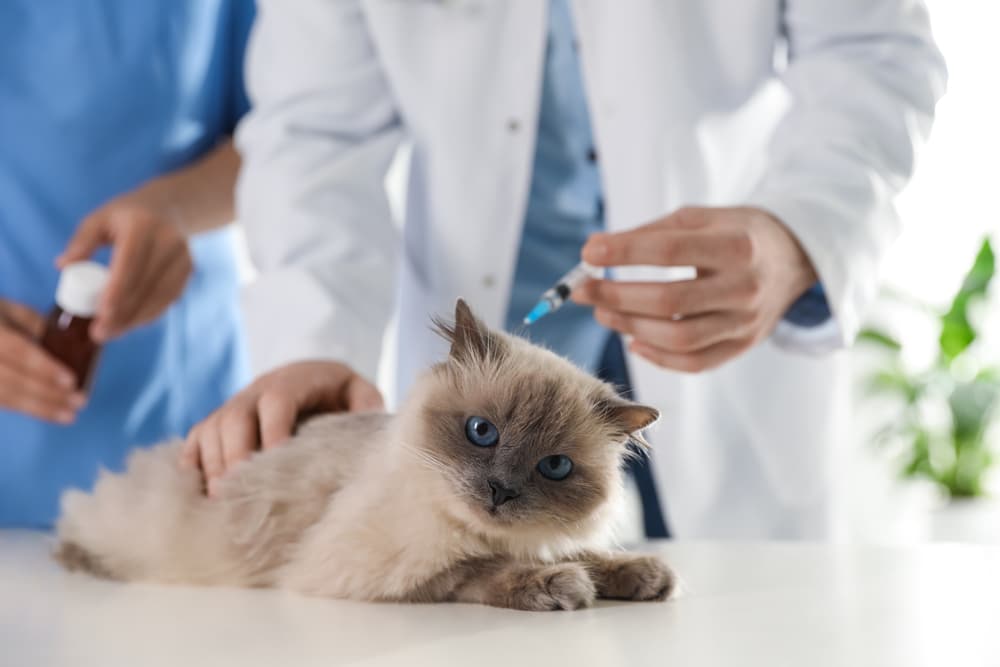 A fluffy, light-colored cat lies on a table while a veterinarian in a white coat holds a syringe, preparing to give the cat an injection. Another person gently holds the cat still.