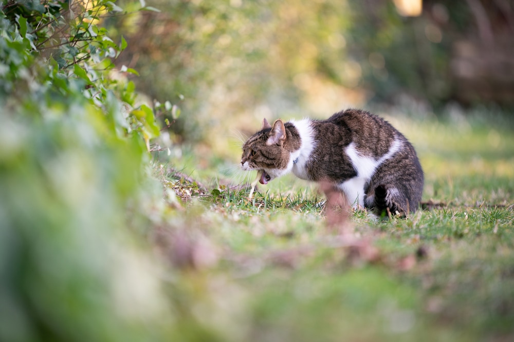 A tabby and white cat crouches on grass outdoors, with its mouth open as if meowing or about to vomit. Lush greenery and sunlight blur in the background.