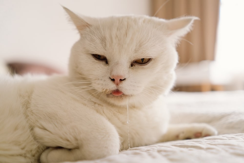 A white cat lies on a bed with its tongue sticking out and drool dripping from its mouth, giving a slightly grumpy expression.