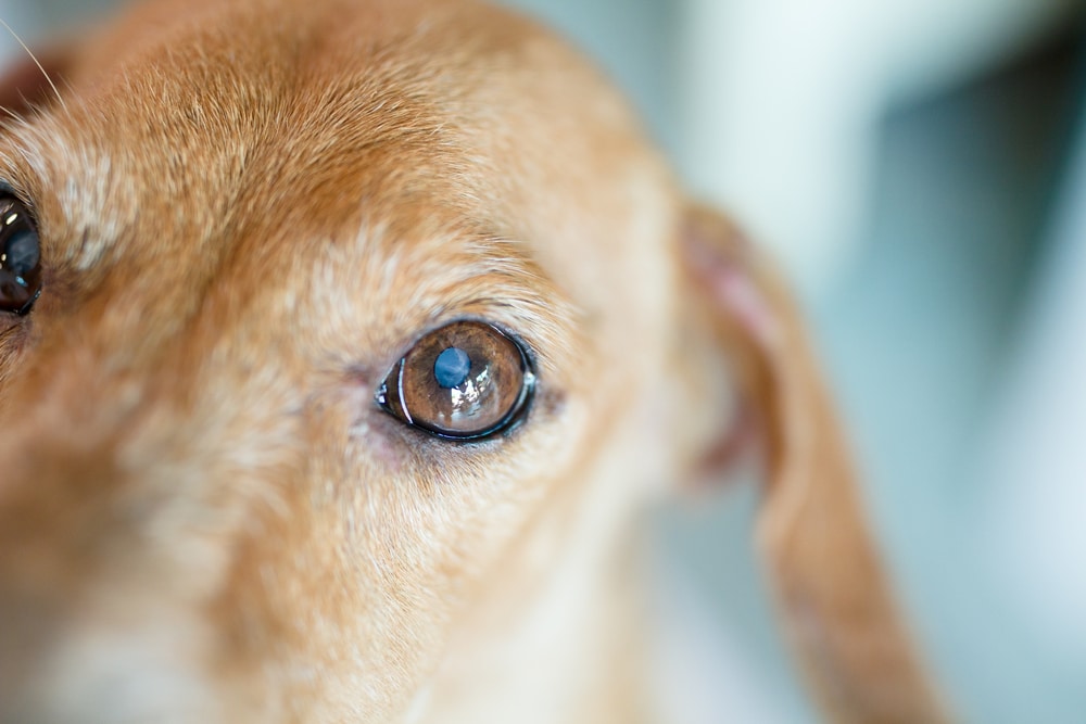 Close-up of a brown dog's face, focusing on its eye and the texture of its fur. The background is blurred, drawing attention to the dog's expressive eye.
