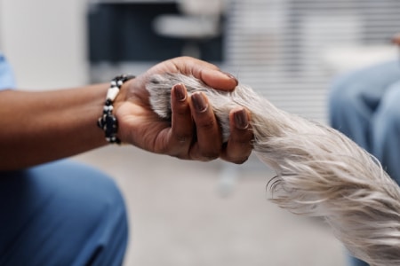 A person gently holding a dog's furry paw in their hand, showing a moment of care and connection.
