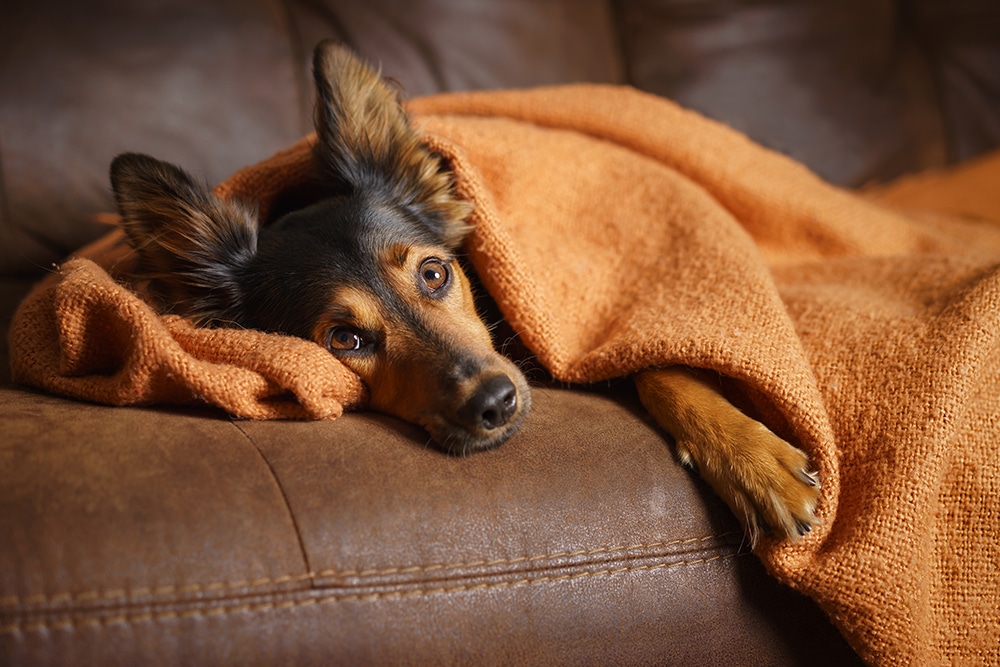 A small brown and black dog lies on a brown couch, partially covered with an orange blanket, looking up with relaxed, expressive eyes.
