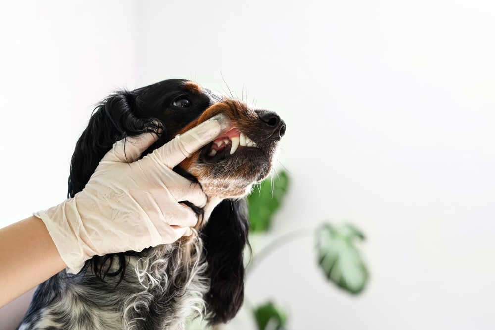 A person wearing white gloves lifts a black and brown dog's lip to check its teeth. The background is bright with a blurred green plant.