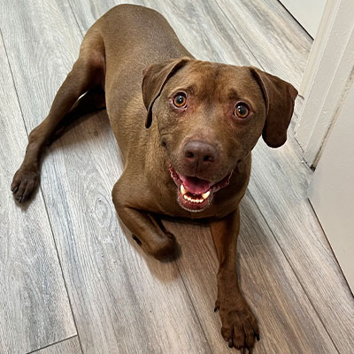A brown dog with short fur lies on a light wood floor, looking up with wide eyes and an open mouth that appears to be smiling. Its ears are floppy, and it looks happy and relaxed.