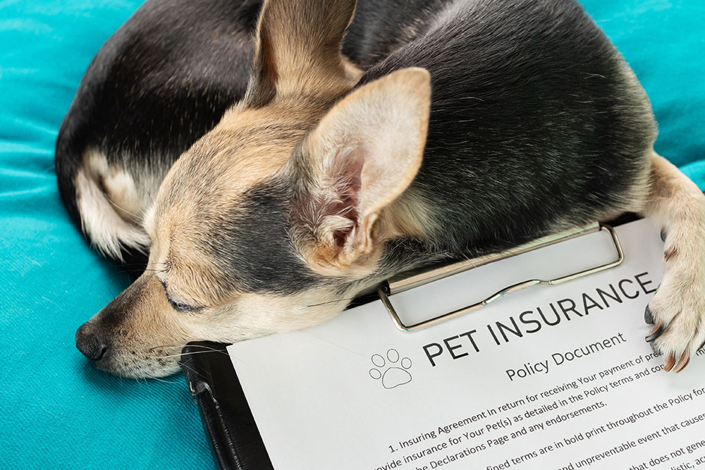 A small dog is sleeping with its head resting on a clipboard that holds a document titled "PET INSURANCE Policy Document." The dog lies on a bright turquoise surface.