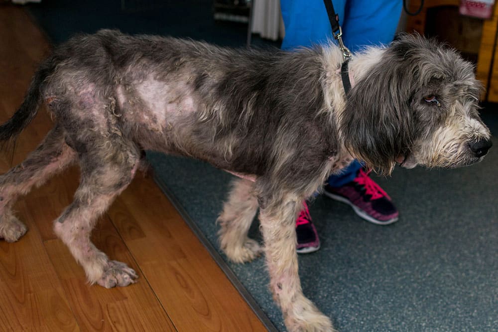 A shaggy dog with patchy fur and visible skin irritation stands indoors on a leash, next to a person wearing blue pants and black sneakers with pink laces.