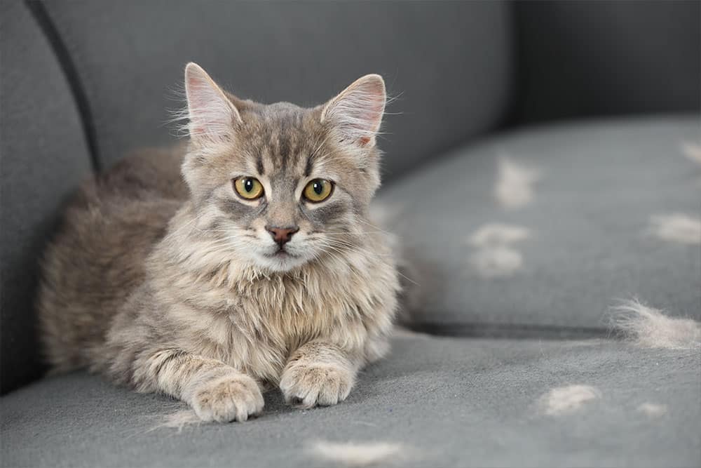 A fluffy gray cat with yellow eyes lies on a gray sofa, which is covered in scattered clumps of cat fur.