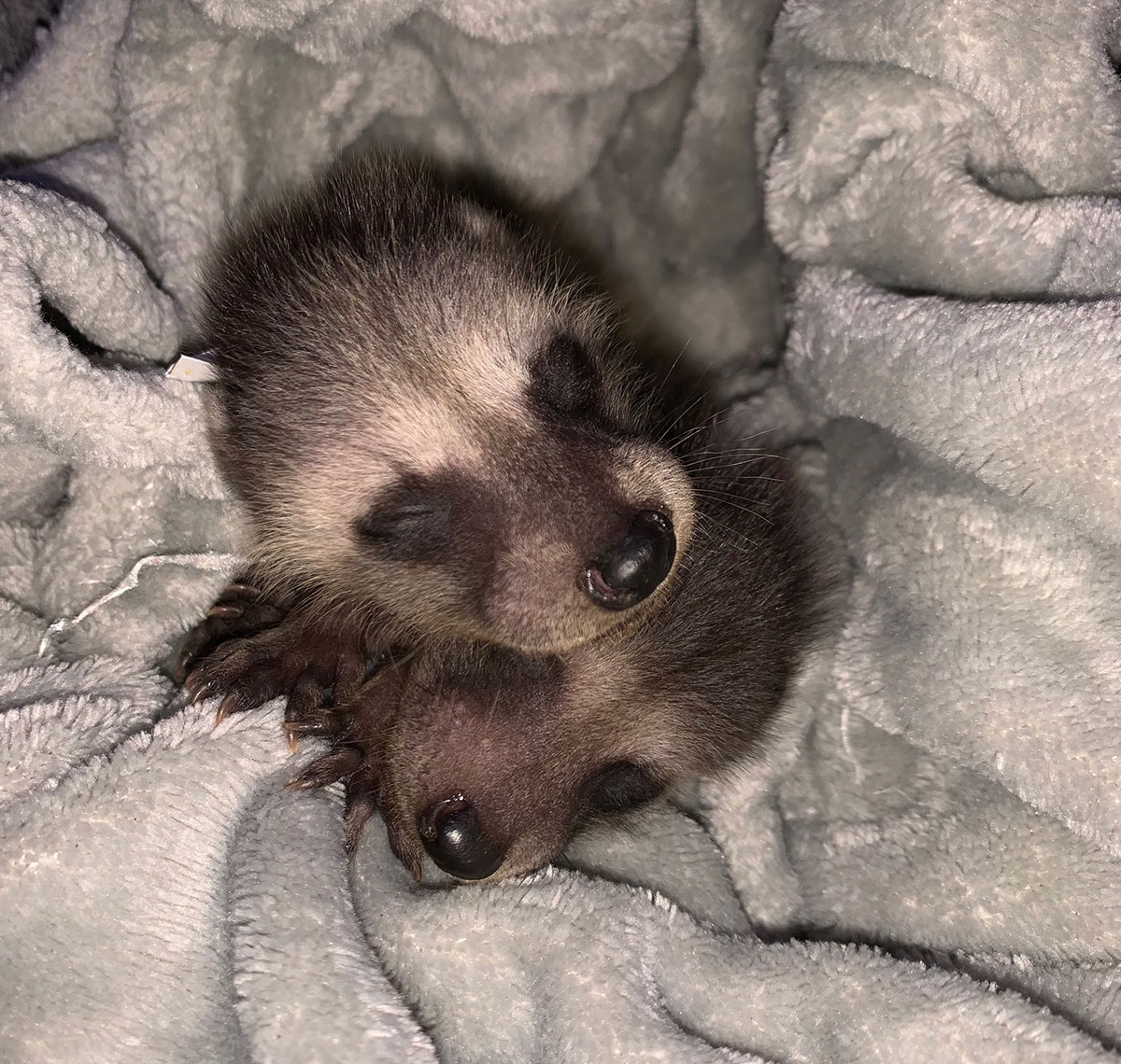 Two tiny baby raccoons are snuggled together, eyes closed, nestled in a soft, light gray blanket. Their black noses and small claws are visible, and their faces touch as they sleep closely side by side.