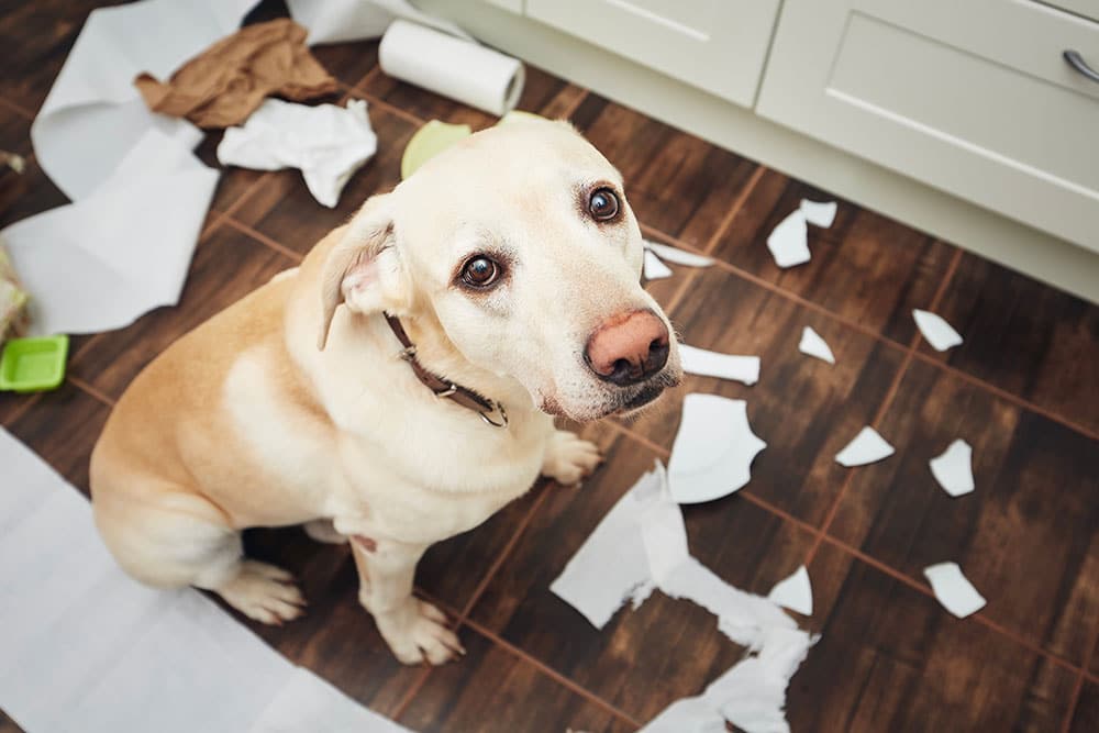 A guilty-looking yellow Labrador sits on a kitchen floor surrounded by torn paper towels and broken pieces, gazing up with wide eyes. The mess suggests the dog caused the chaos.