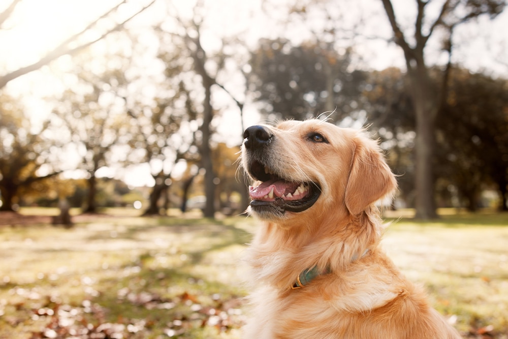 A golden retriever sits on grass in a sunlit park, looking up with its mouth open and tongue out. Trees with autumn foliage are blurred in the background.