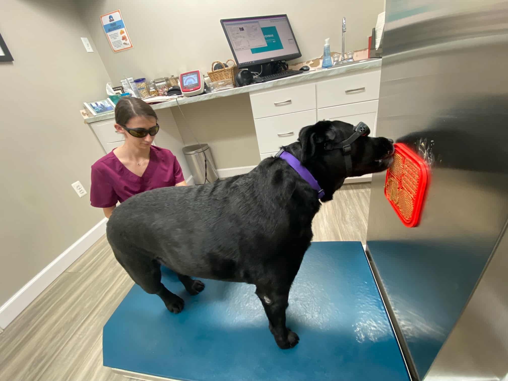 A large black dog wearing protective goggles stands on a blue metal platform facing a red panel, while a woman in scrubs and goggles kneels beside it in a veterinary exam room during Laser Therapy for Pets in Rockaway and Denville.