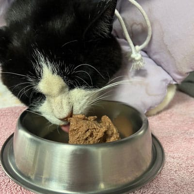 A black and white cat wearing a light purple garment eats wet cat food from a stainless steel bowl placed on a pink towel.