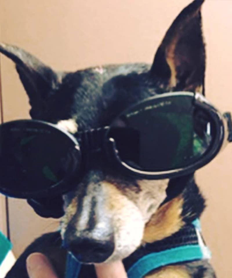 A small black and tan dog wearing large, dark goggles and a teal harness looks at the camera, ready for Laser Therapy for Pets in Rockaway and Denville, against a plain background.