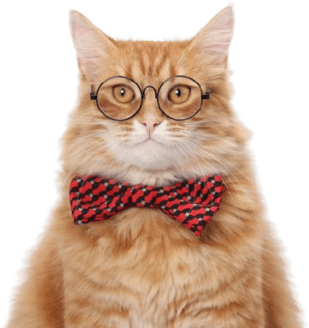 A fluffy orange cat wearing round glasses and a red and black patterned bow tie sits facing forward against a white background.