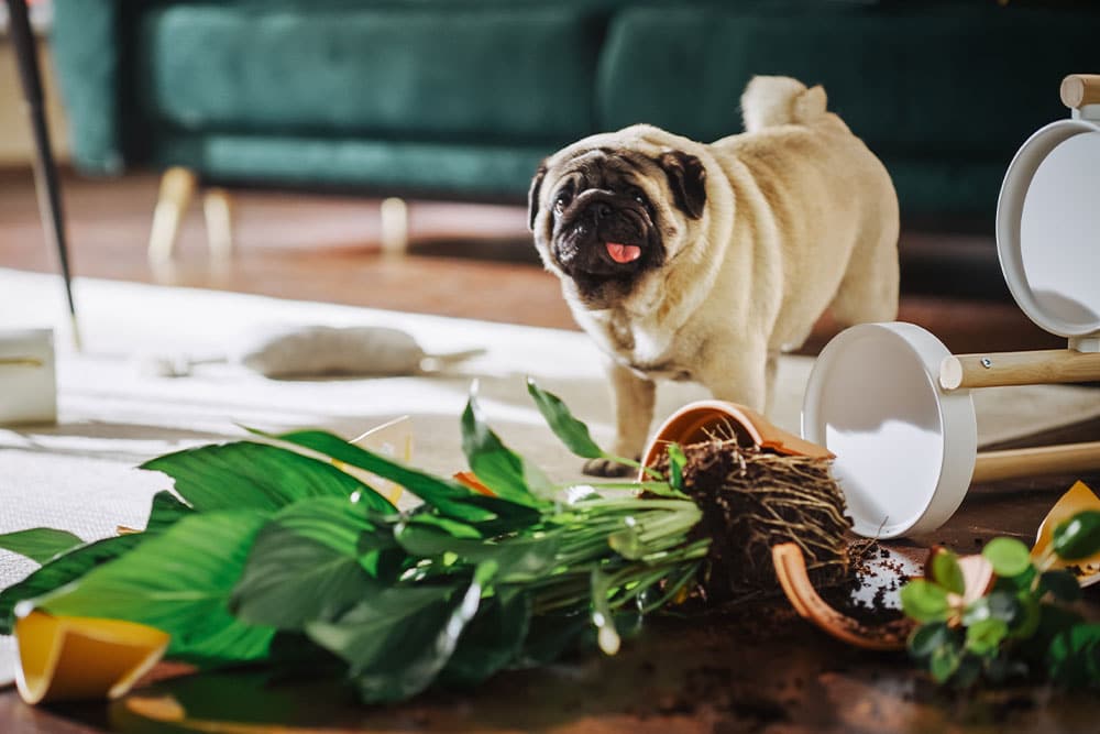 A pug stands in a living room near a knocked-over chair and a spilled potted plant, with soil and leaves scattered on the floor. The dog looks at the camera with its tongue out.