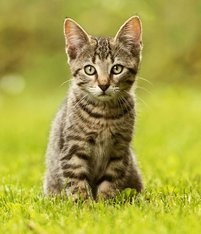 A young tabby kitten with striped fur sits on green grass, looking directly at the camera with alert, curious eyes. Serving veterinary in Denville NJ and Morris County with a legacy, we care for every whisker and paw.