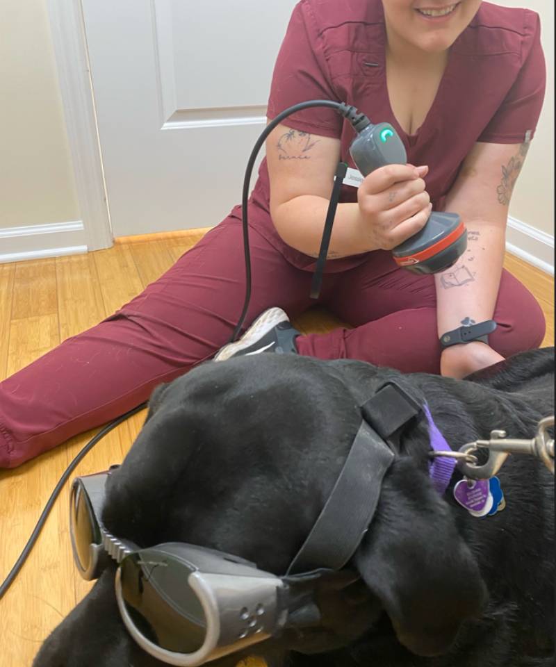 A person in burgundy scrubs sits on a wooden floor, smiling while holding a veterinary laser device over a black dog wearing protective goggles. The dog, receiving PEMF Therapy in Denville, is lying down and also has on a purple collar.