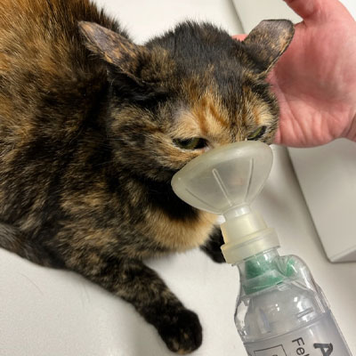 A tortoiseshell cat receives oxygen through a clear mask held to its face, while a person's hand gently supports the cat's head.