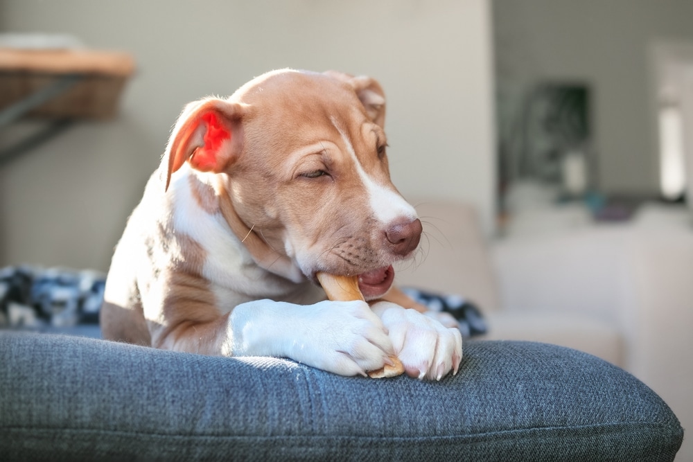 A light brown and white puppy lies on a blue cushion, holding and chewing a bone-shaped treat contentedly, with sunlight shining on its face.