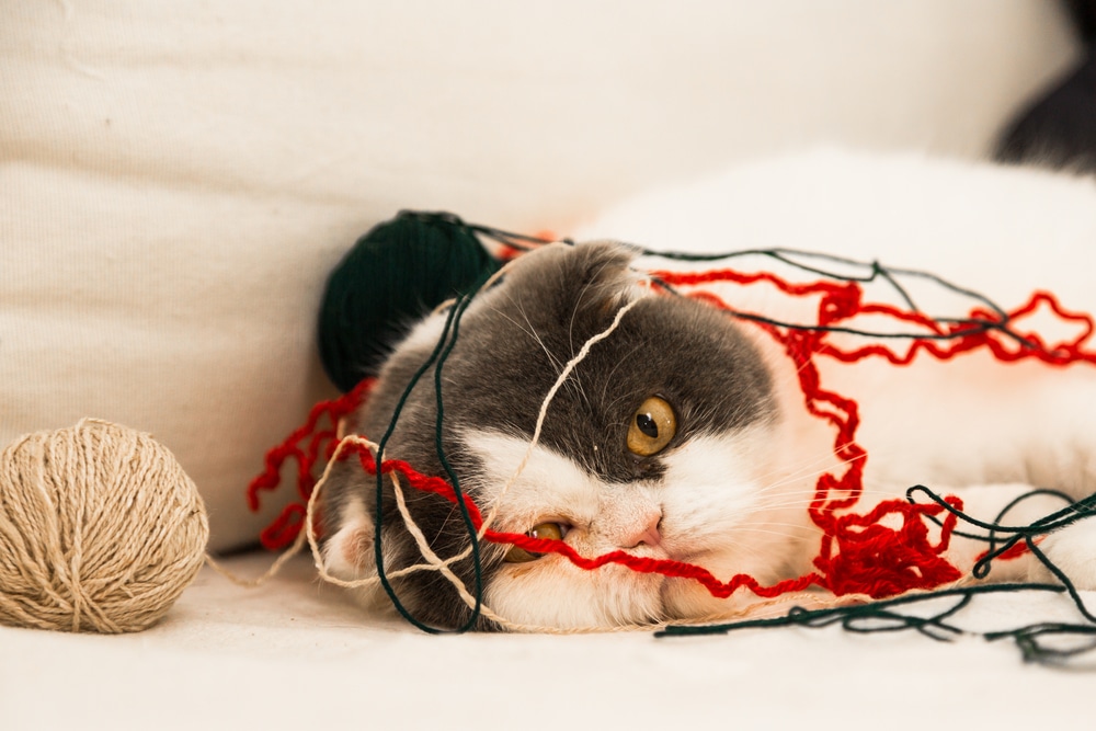 A gray and white cat lies on a white surface, tangled in red, green, and beige yarn, with a ball of beige yarn nearby and a green yarn ball partly visible behind its head.
