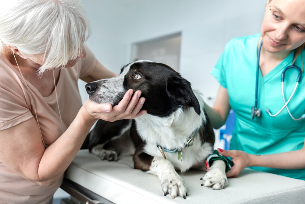 An older woman gently holds a black and white dog’s face while a veterinarian in teal scrubs and a stethoscope examines the dog on an exam table in a veterinary clinic.