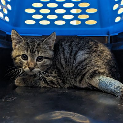 A tabby kitten lies in a pet carrier, looking forward with wide eyes. Its back right leg is wrapped in a blue bandage.