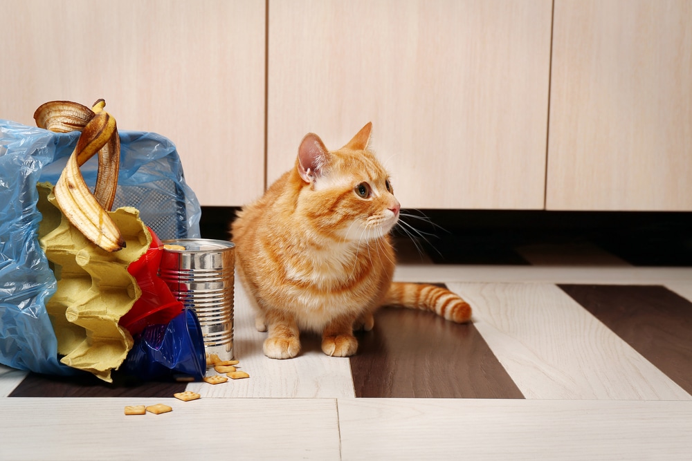 A ginger cat sits on a kitchen floor next to a spilled trash bag with food scraps, a tin can, and cat treats scattered around. The background shows light-colored cabinets.