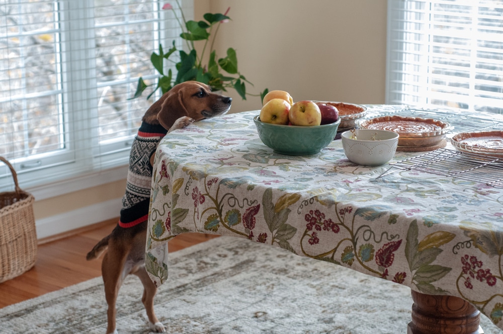 A small brown dog wearing a sweater stands on its hind legs, stretching to reach a bowl of apples on a dining table covered with a floral tablecloth, near sunlit windows.