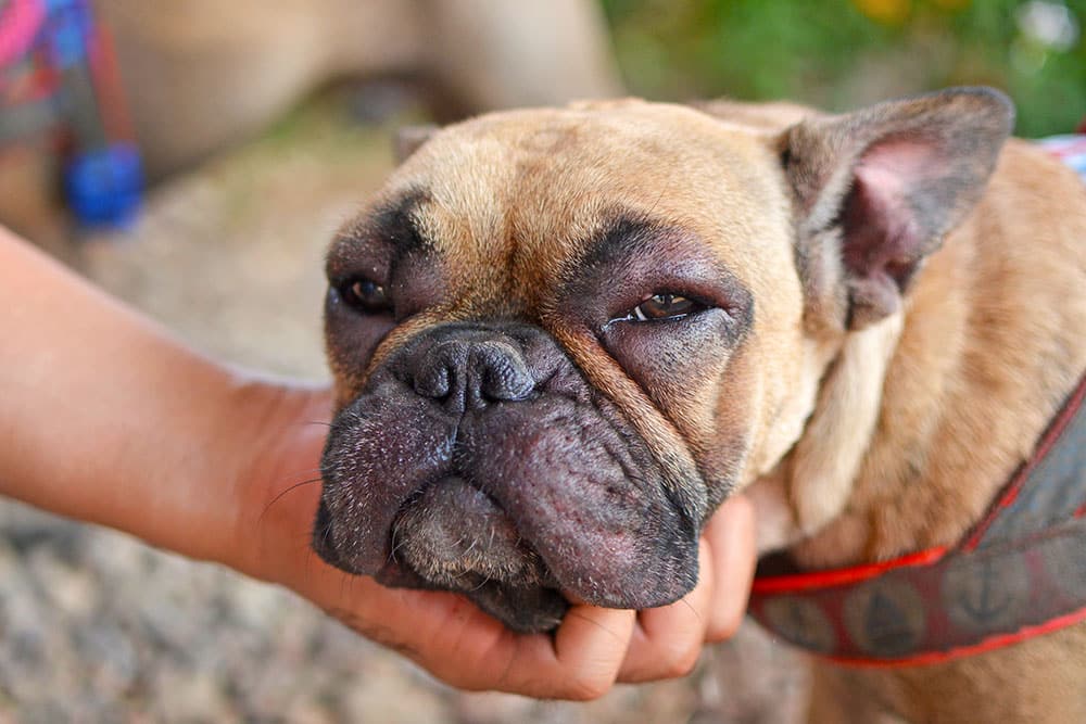 A person gently holds the head of a brown bulldog with a sad expression, visible wrinkles, and a harness, while standing outdoors on a gravel surface.
