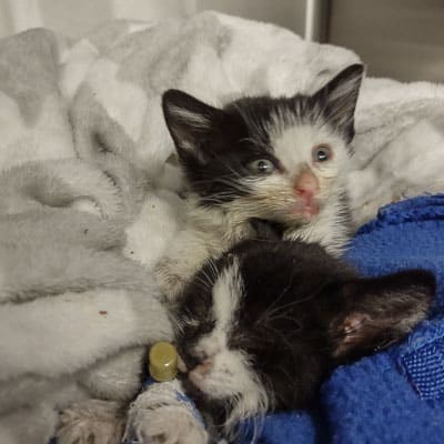 Two small black and white kittens rest together on soft blankets. One kitten is alert with wide blue eyes, while the other appears to be sleeping, wrapped in a blue cloth with a feeding tube nearby.