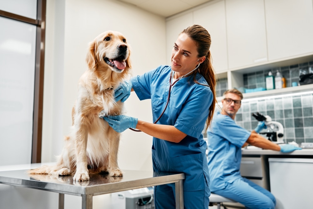 A veterinarian examines a golden retriever on an exam table while another vet works at a microscope in the background. Both wear blue scrubs and gloves in a modern veterinary clinic.