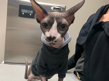A hairless cat wearing a dark hoodie sits on a table in front of a scale that reads 6.0, ready for Pet Wellness Services in Rockaway. The cat has large ears and wide eyes, with a person in dark clothing partially visible nearby.