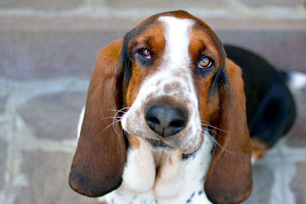 A close-up of a Basset Hound dog with long ears, droopy eyes, and a white and brown coat, looking up with a gentle, expressive face. The background is a stone surface.