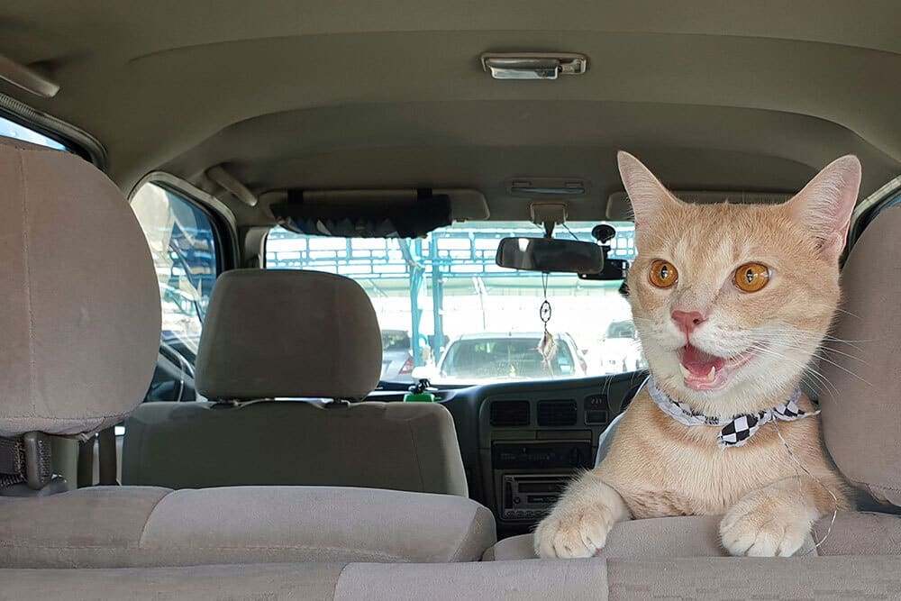 A light orange cat with a checkered collar sits in the backseat of a car, looking forward with wide eyes and an open mouth, appearing surprised or excited.