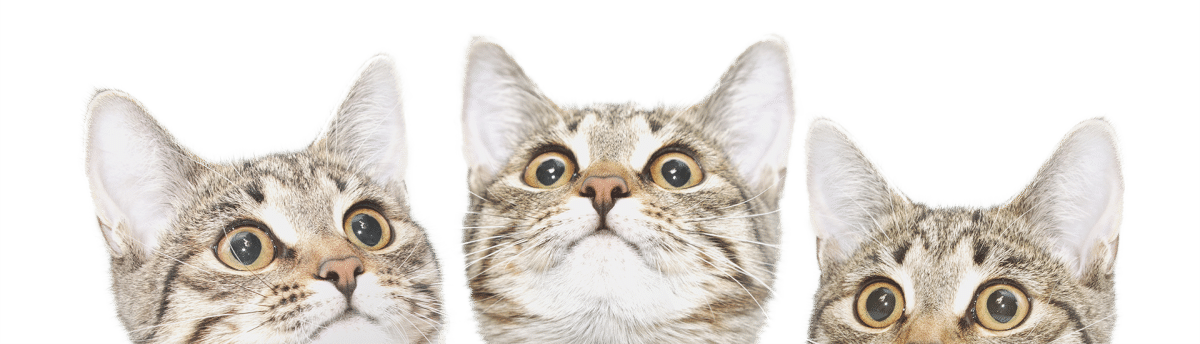 Three tabby cats with wide, curious eyes look upward against a white background. Only their heads and upper ears are visible in the frame.