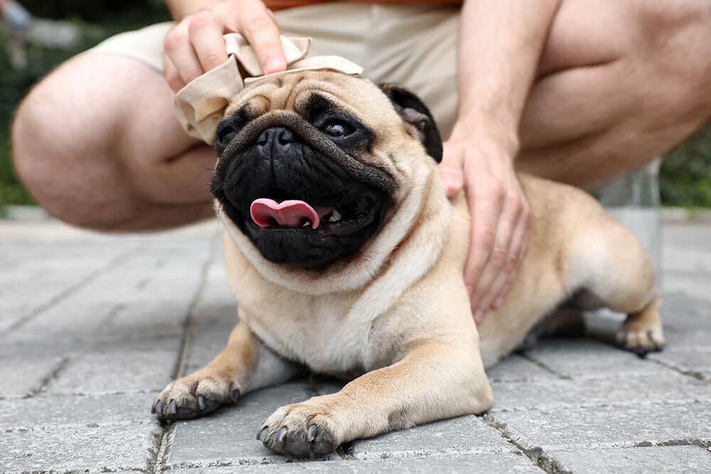 A person pets a happy, panting pug lying on pavement while gently wiping the dog's head with a cloth.