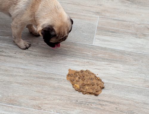 How Often Is Too Often for My Dog or Cat to Vomit?