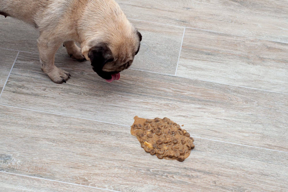 A small dog is about to lick a pile of vomit on a light-colored wooden floor.