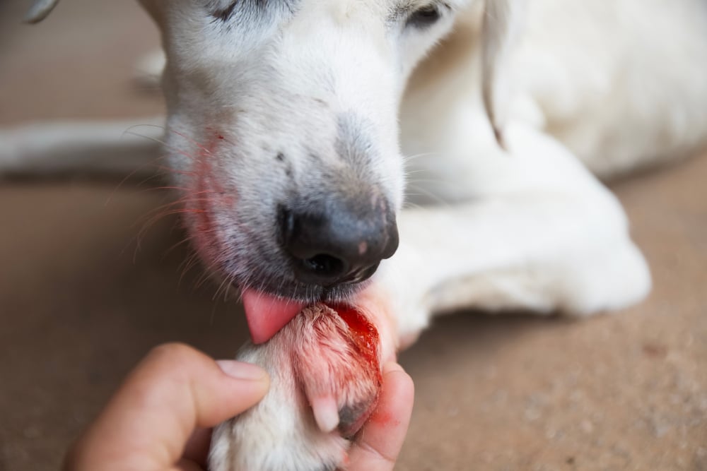 A close-up of a white dog licking a bleeding wound on its paw while a person gently holds the paw for support.