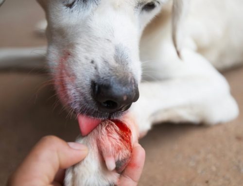 How Can You Tell If Your Pet Needs Urgent Care After an Injury?